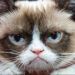 Famous internet cats