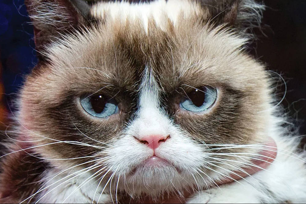 Famous internet cats